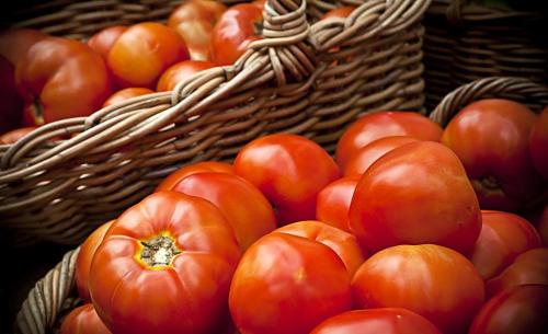 番茄茎秆发黑 对症用药防治